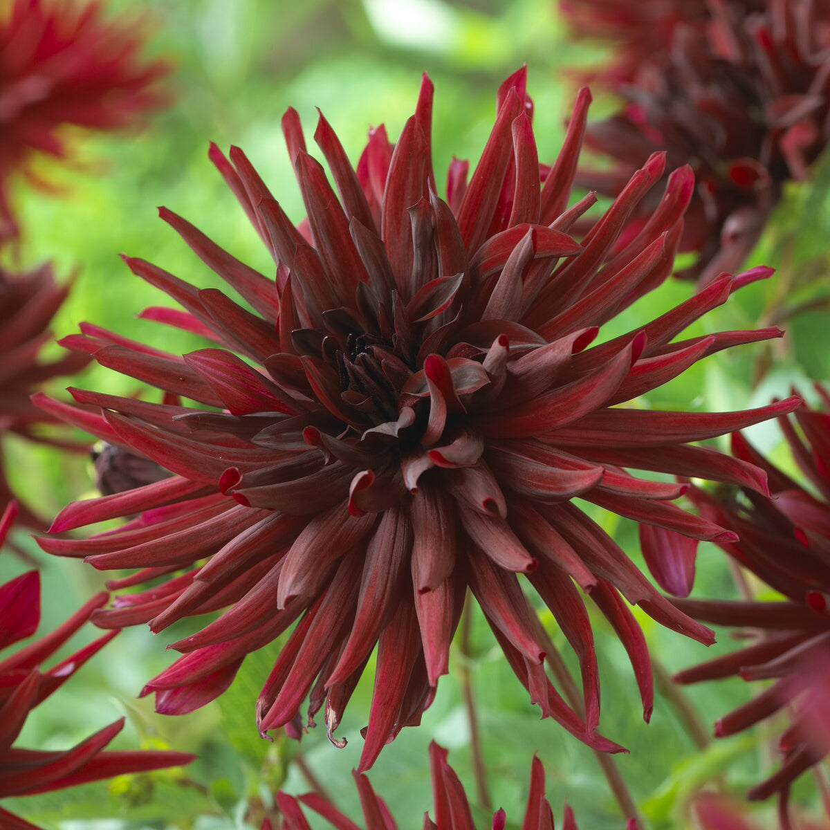 Cactus dahlia 'Black Narcissus' (x3) - Willemse