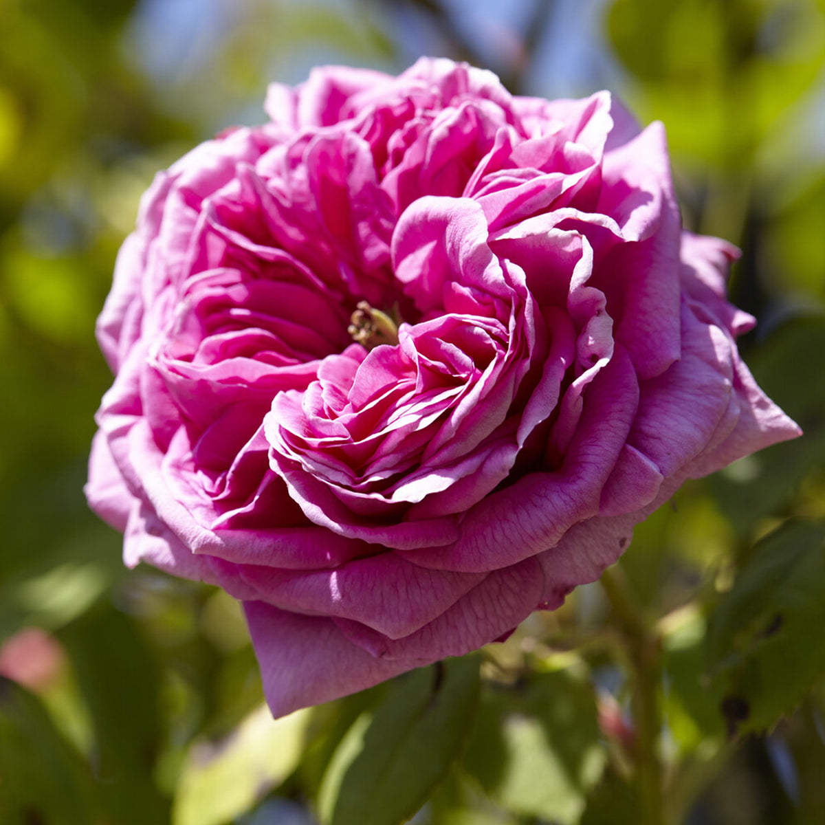 Klimroos Mme Isaac Pereire - Willemse