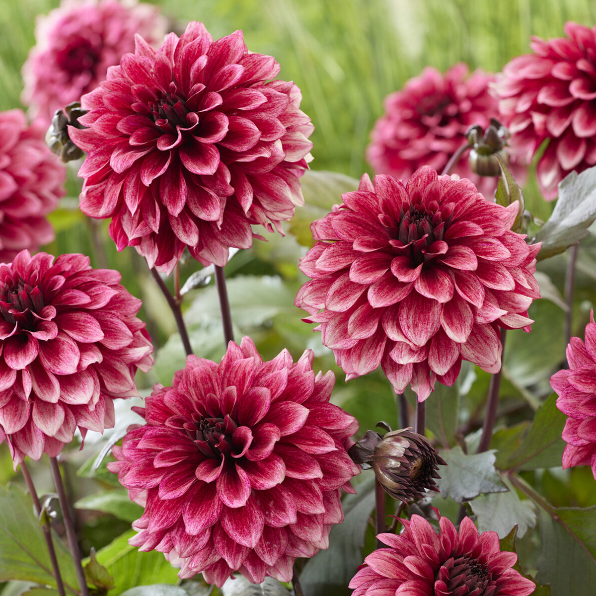 Dahlia Night Silence - Dahlia Night Silence - Willemse