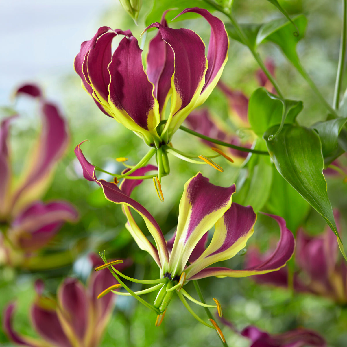 Gloriosa Carsonii / Klimlelie - Willemse