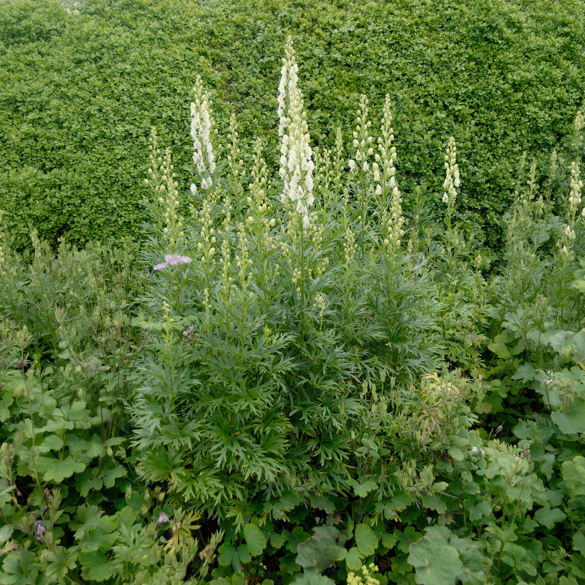 Monnikskap - Aconitum napellus Album - Willemse
