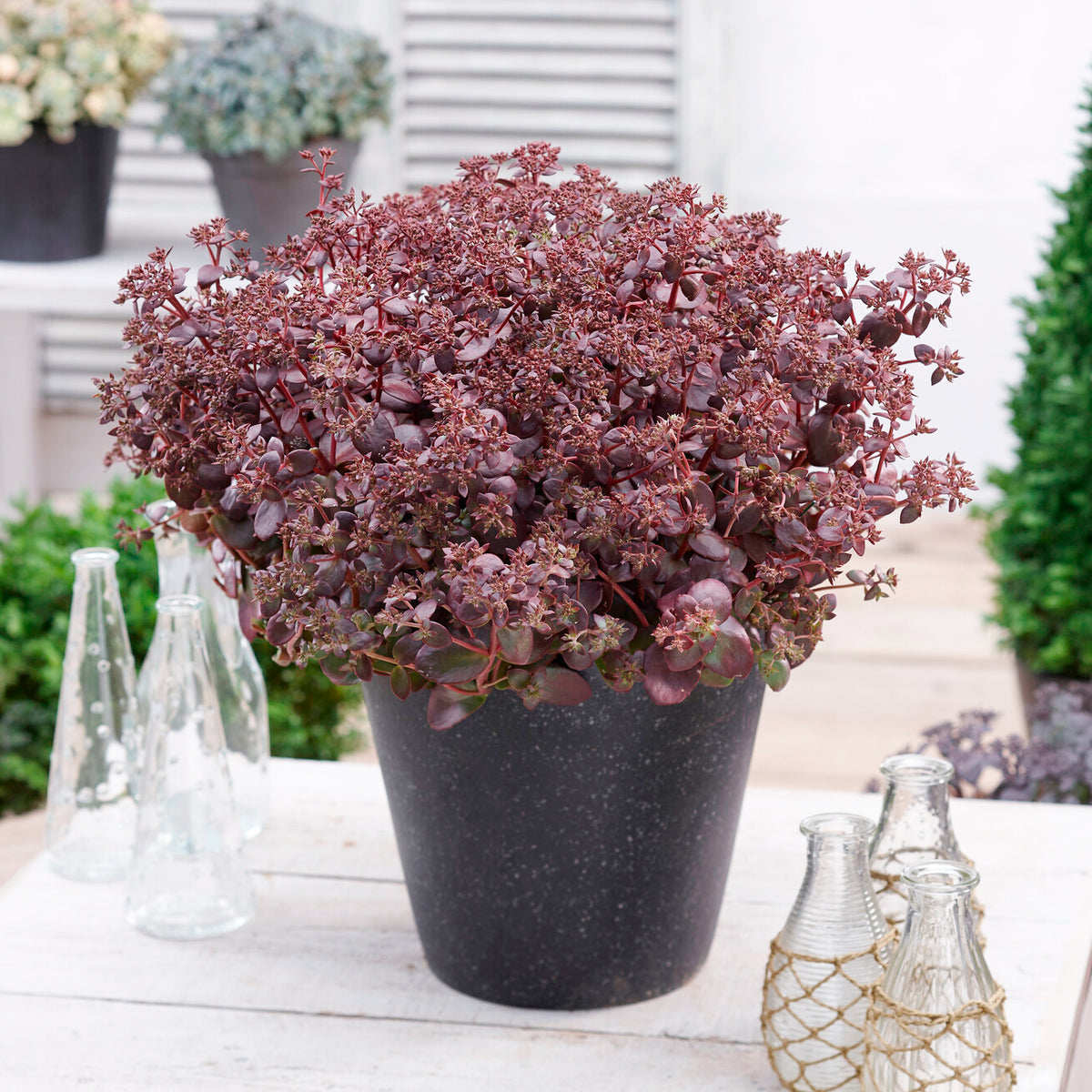 Muurpeper Firecracker - Willemse