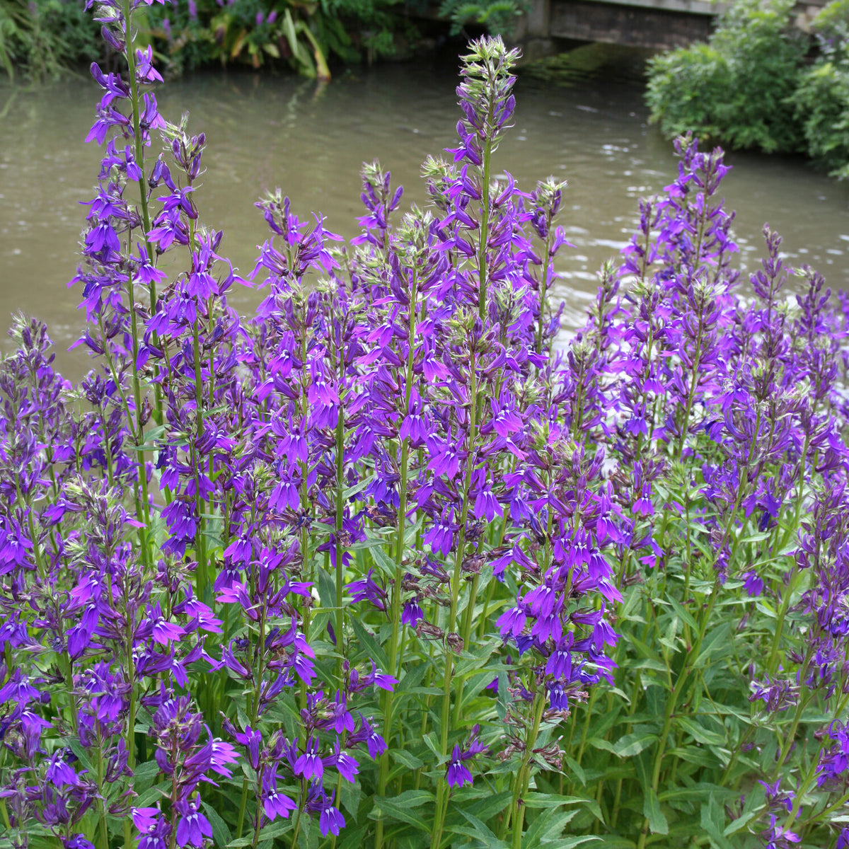Lobelia gerardii Vedrariensis - Vaste lobelia - Bloeiende vaste planten