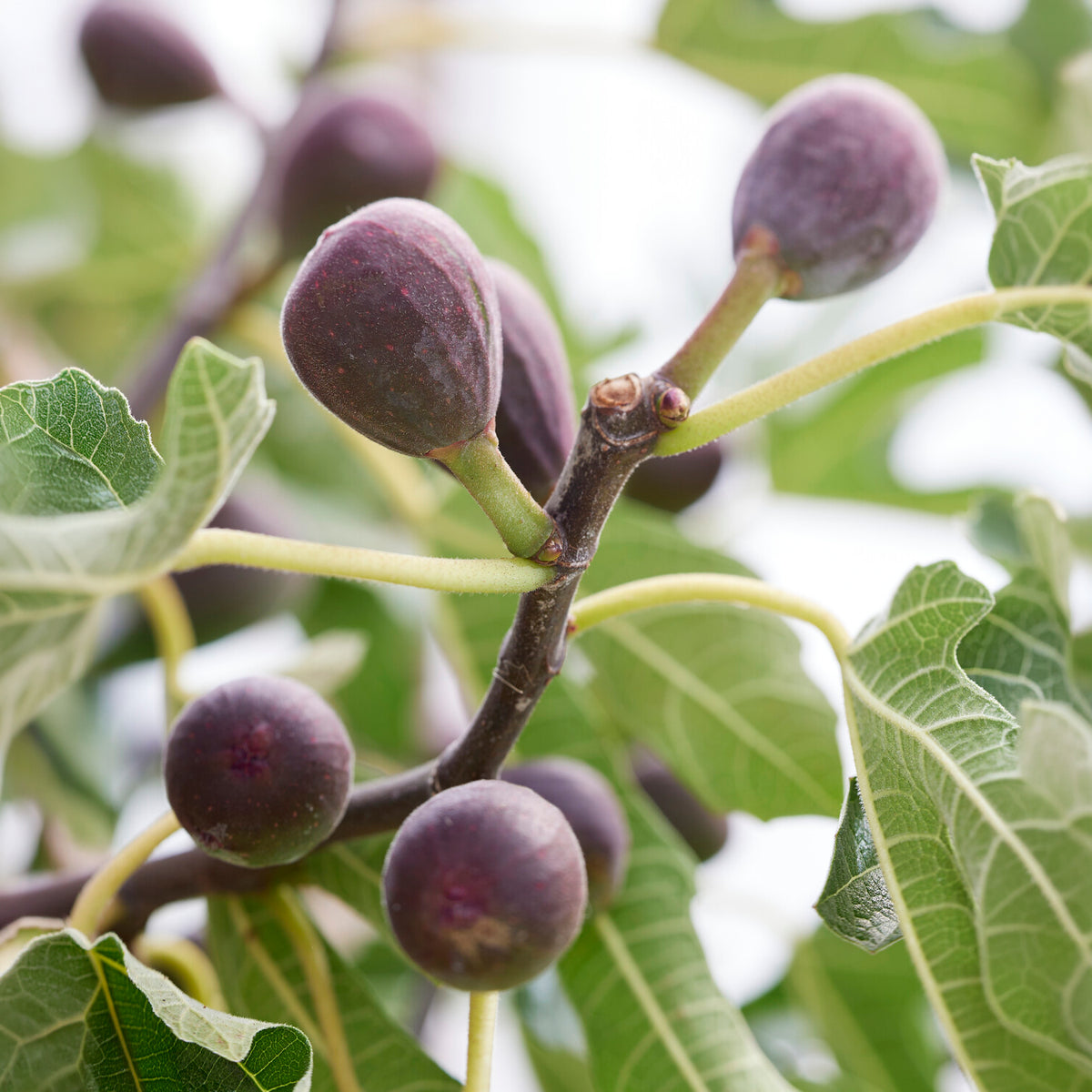 Dwergvijg Little Miss Figgy - Ficus carica Little Miss Figgy® - Willemse