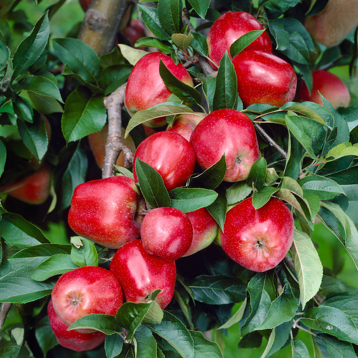 Appelboom Gloster - Willemse