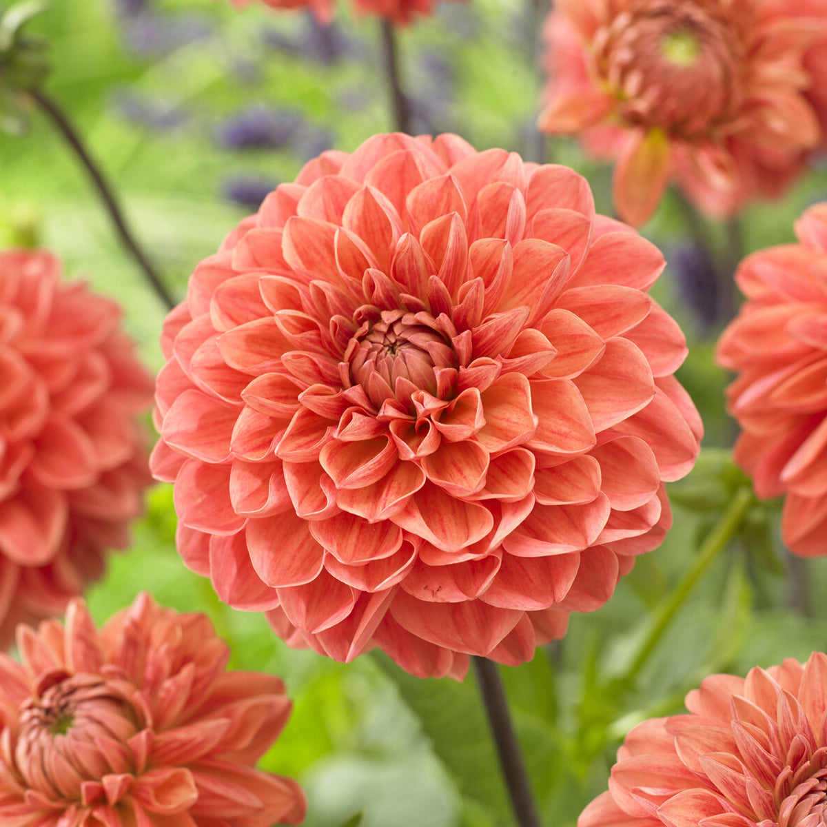 Dahlia Blitzer - Willemse