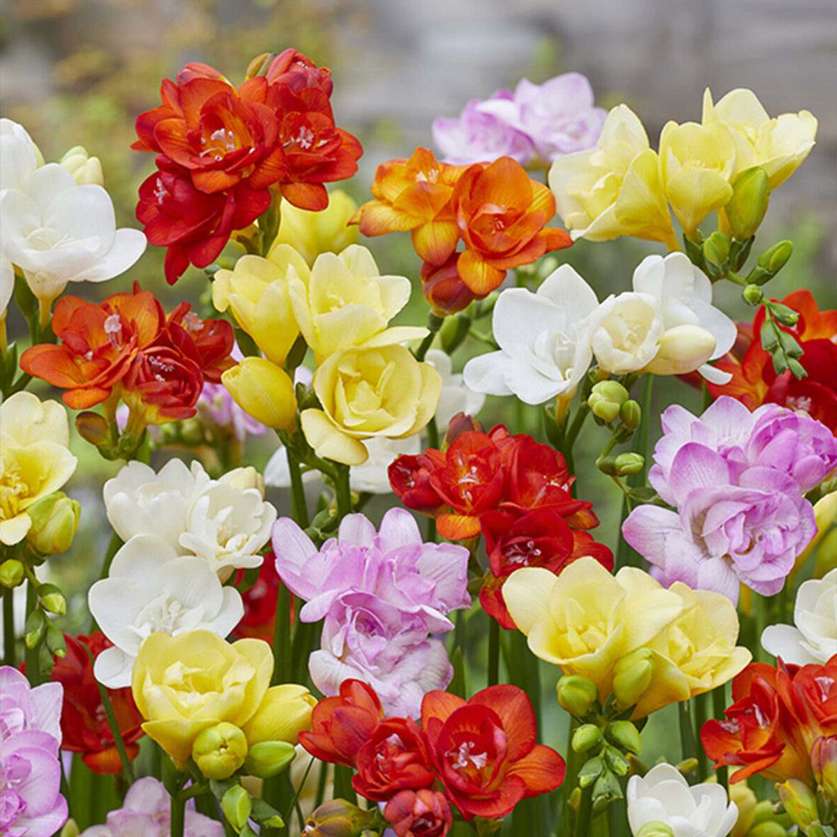 Dubbelbloemige Freesia Mix (x25) - Willemse