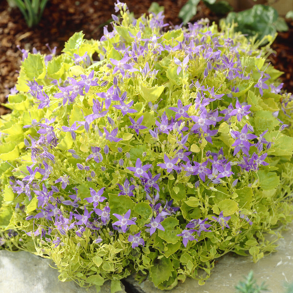 Gouden Dickson's Klokje - Willemse