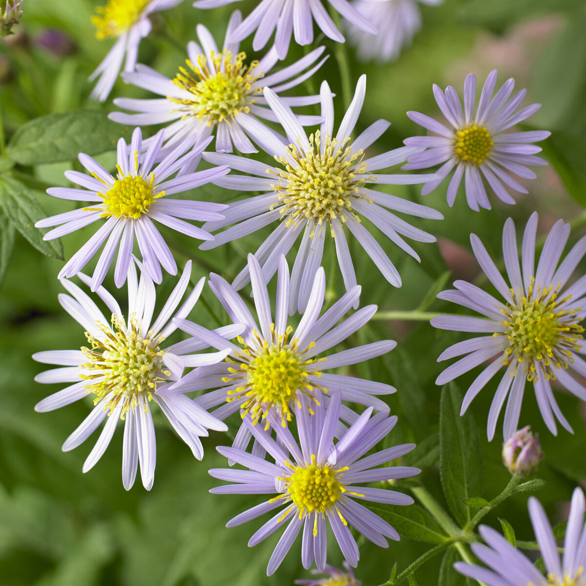 Herfstaster 'Asran' - Aster ageratoides Asran