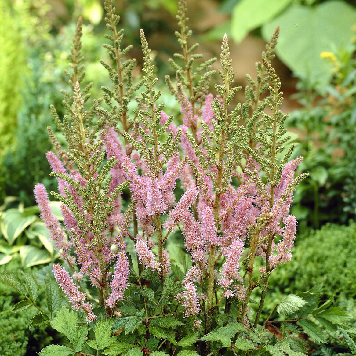 Pluimspirea 'Pumila' - Willemse