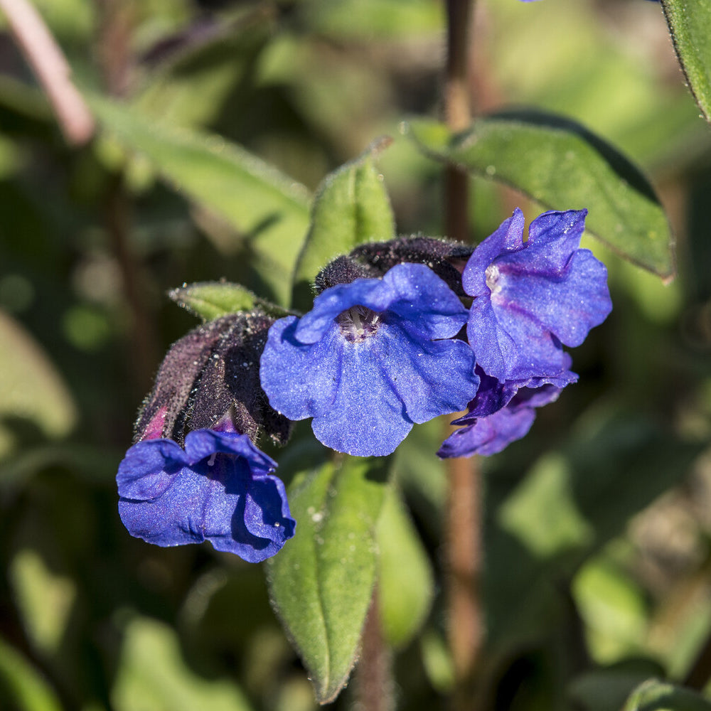 Longkruid - Longkruid 'Blue Ensign' - Pulmonaria Blue Ensign