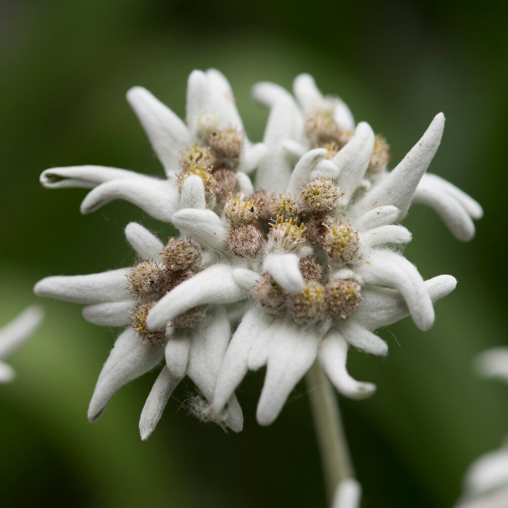 Edelweiss
