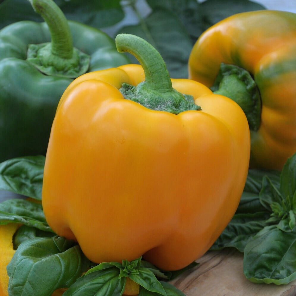 Capsicum annuum California Wonder yellow - Paprika 'Yellow California Wonder' - Paprikazaden
