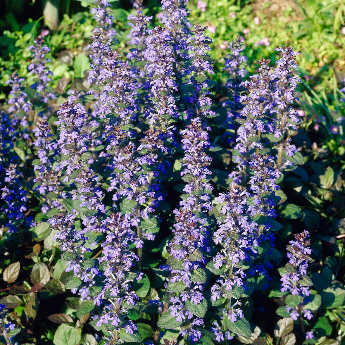 Verkoop Kruipend zenegroen 'Atropurpurea'