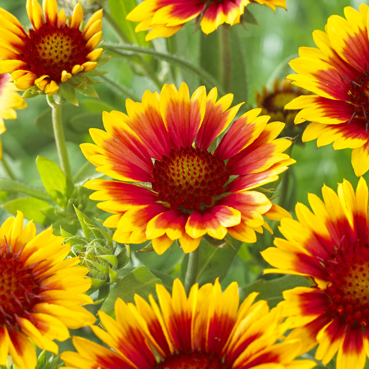 Verkoop Kokardenbloem 'Kobold' - Gaillardia aristata Kobold