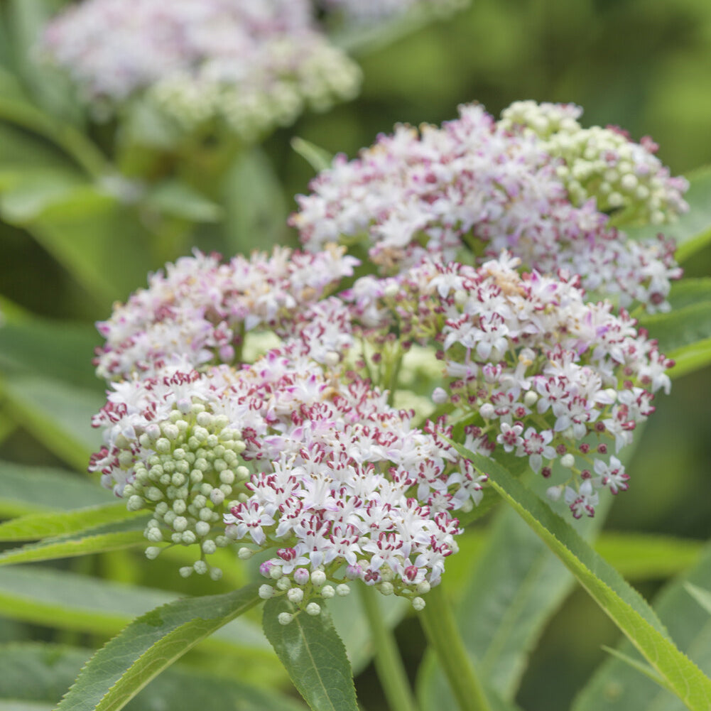 Eupatorium cannabinum - Koninginnekruid - Vaste planten
