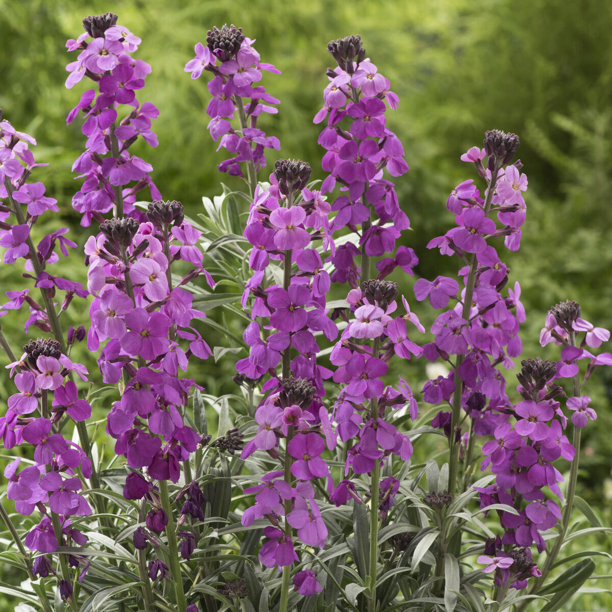 Verkoop Muurbloem 'Bowles Mauve' - Erysimum linifolium Bowles Mauve
