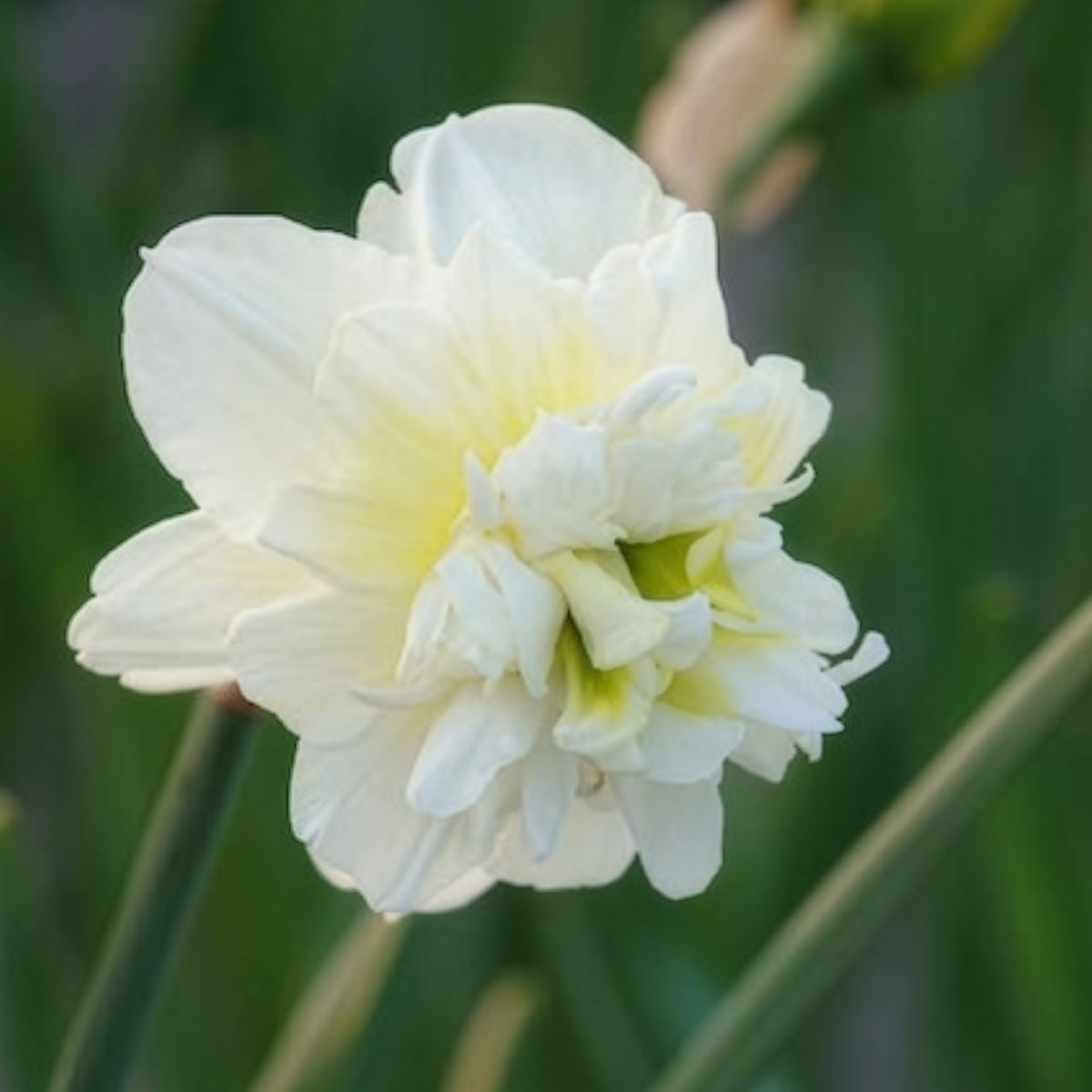 Dubbele Narcissen 'Obdam' (x10) - Willemse