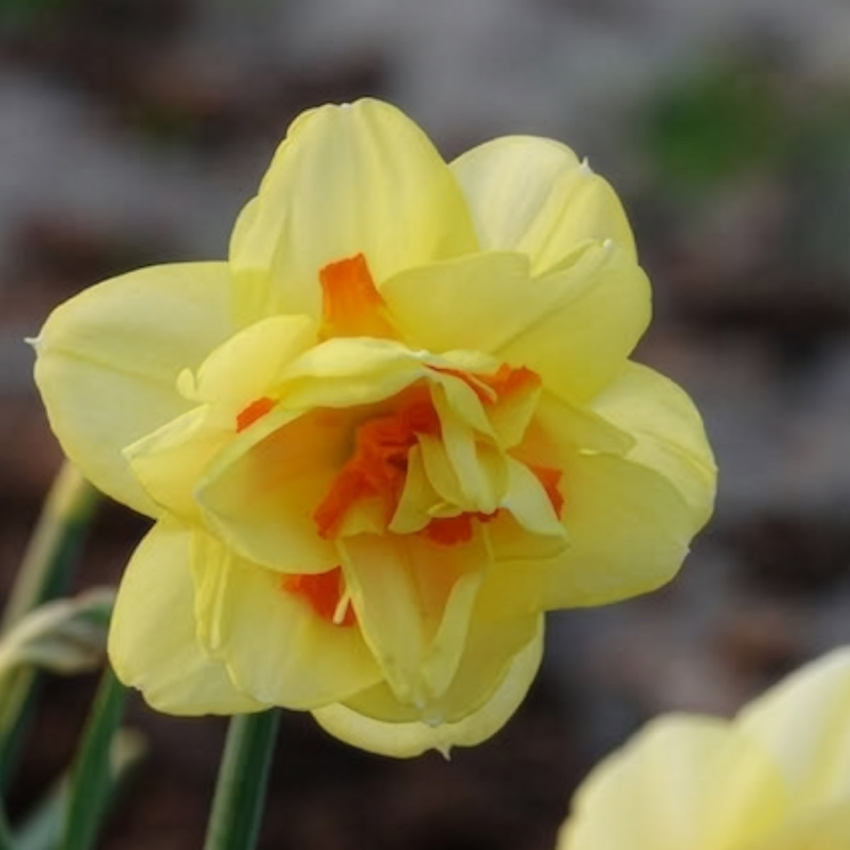 Verkoop Dubbele Narcissen 'Tahiti' (x10)