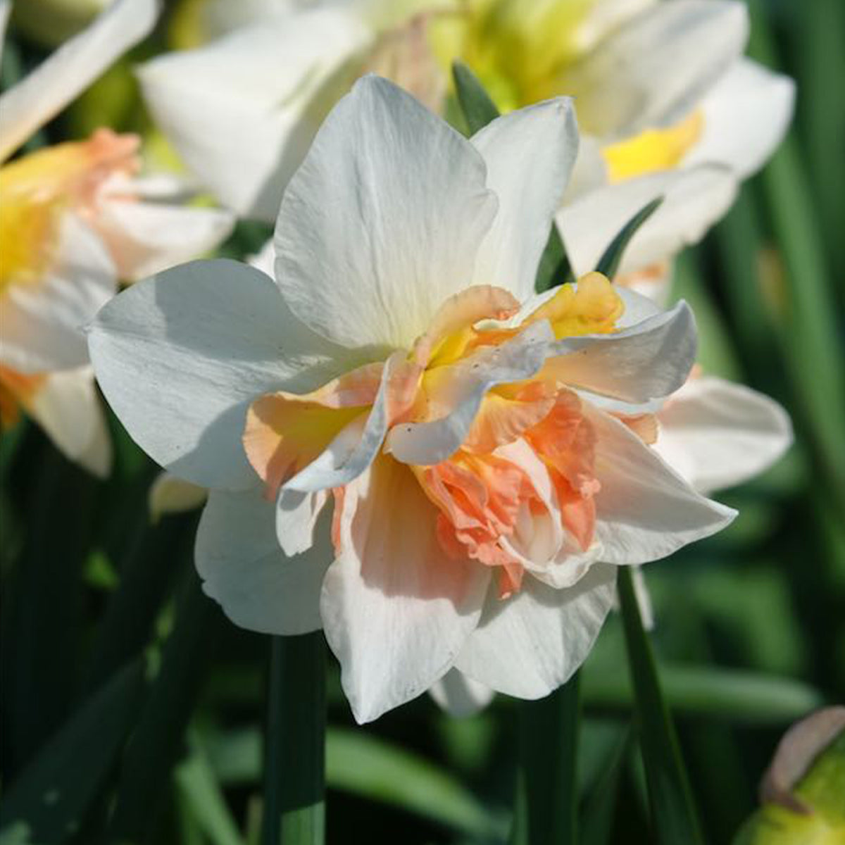Narcissus replete - Dubbele Narcissen 'Replete' (x10) - Narcissen