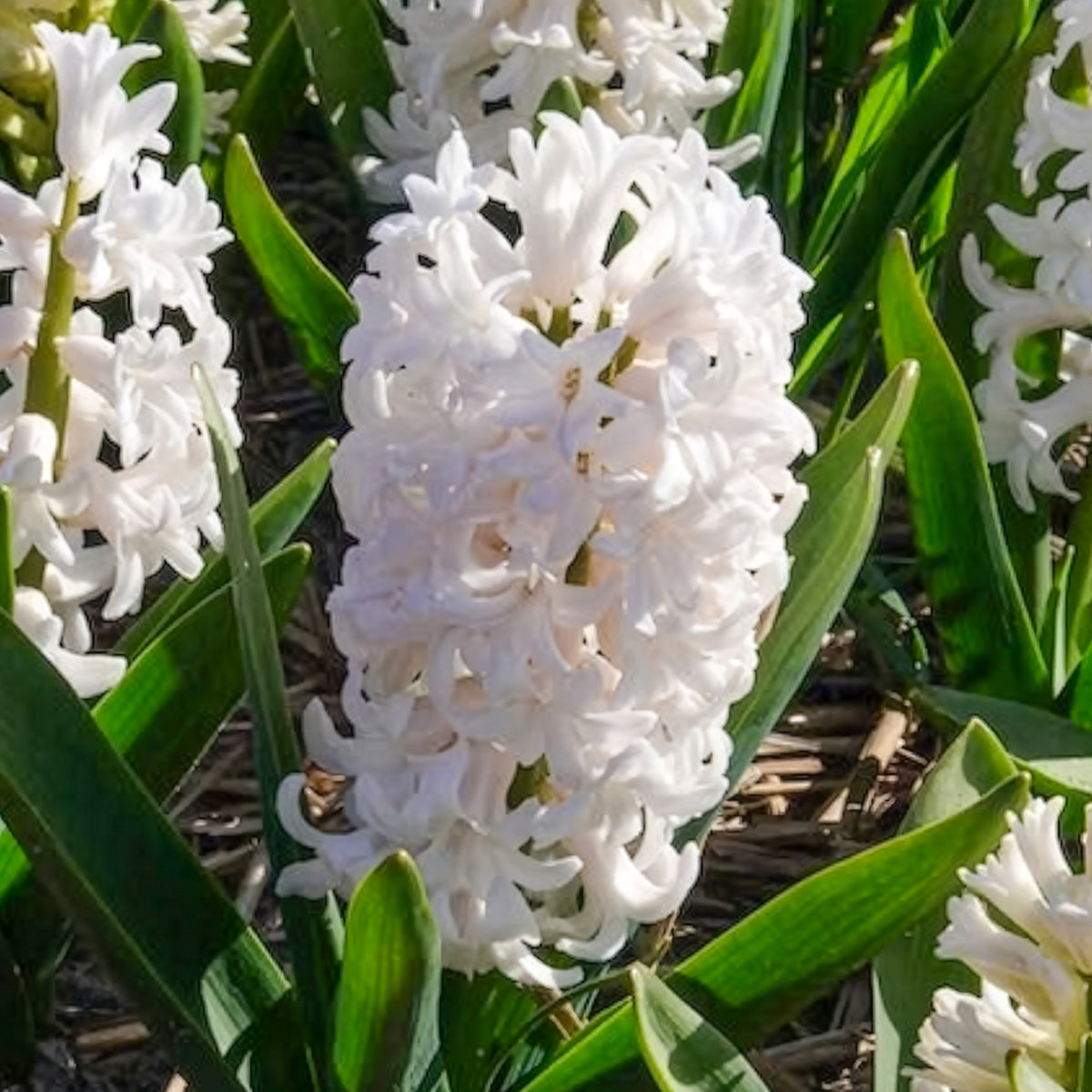 Hyacinthus orientalis - Witte Hyacinthen (x3) - Hyacint