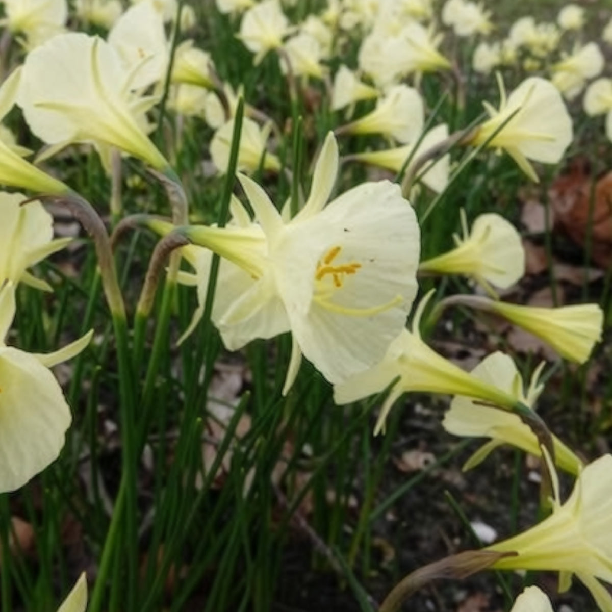 Narcissus artic bells - Narcissen Artic Bells (x10) - Narcissen