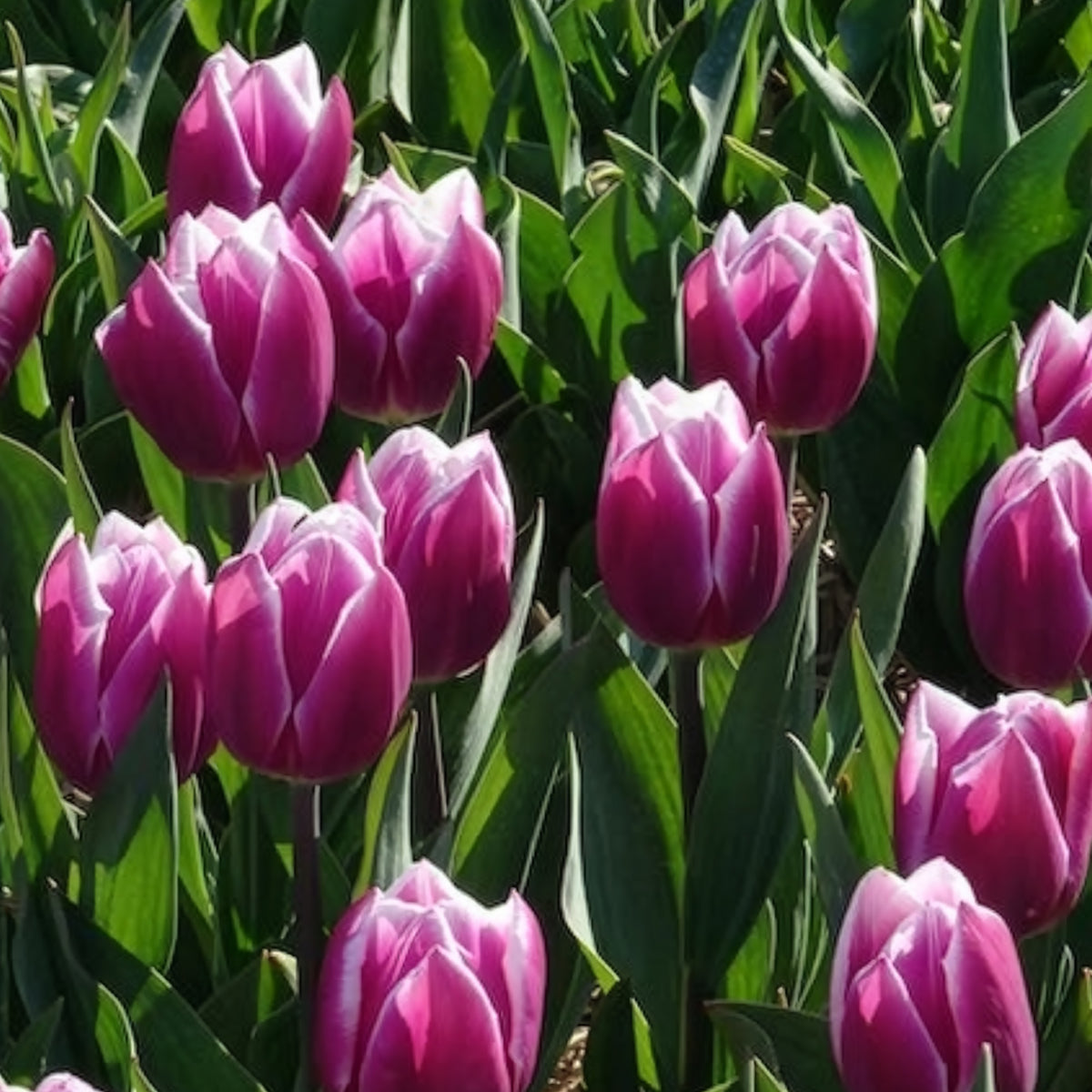 Verkoop Tulpen Triomphe Synaeda blue (x10) - Tulpen