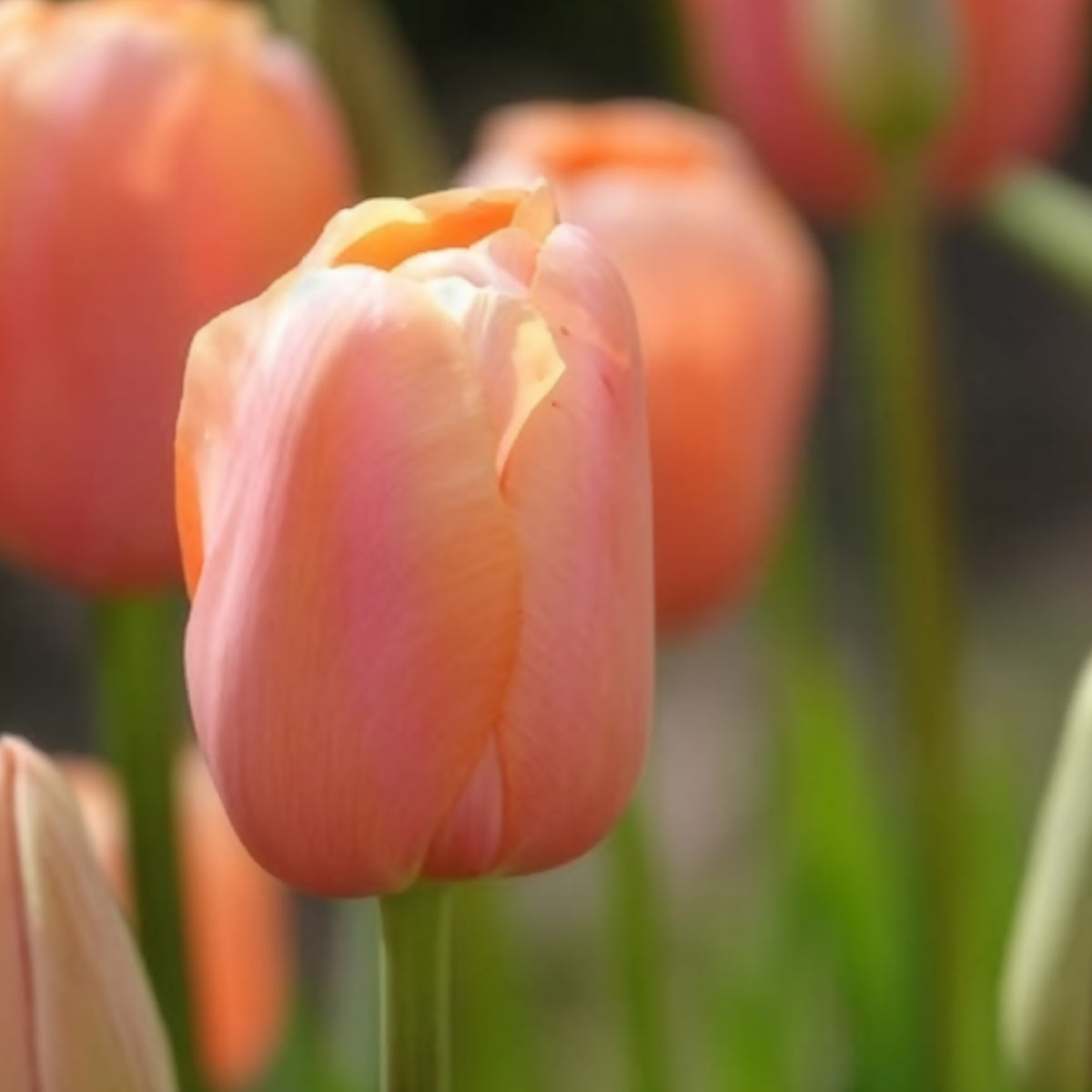 Tulipa 'menton' - Tulpen Menton - Tulpen