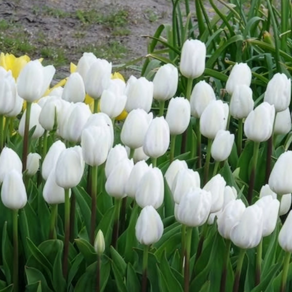 Tulpen Triomphe Royal Virgin - Willemse