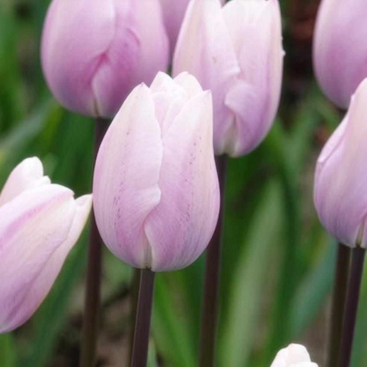 Tulipa 'silver cloud' - Tulpen Triomphe Silver Cloud - Tulpen