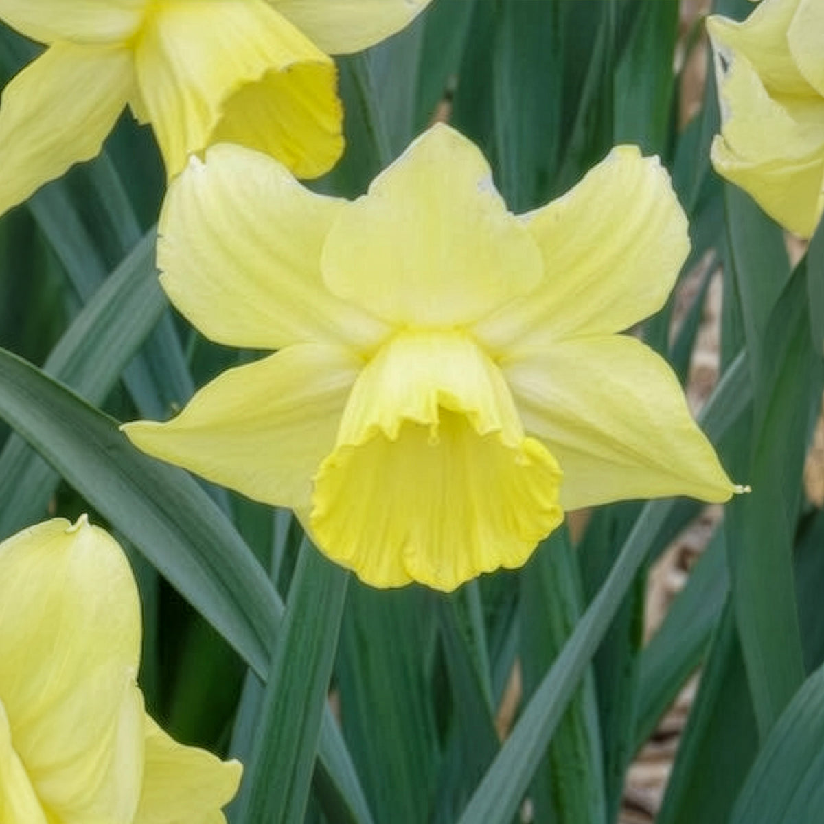 Narcissen met grote kroon Avalon (x7)