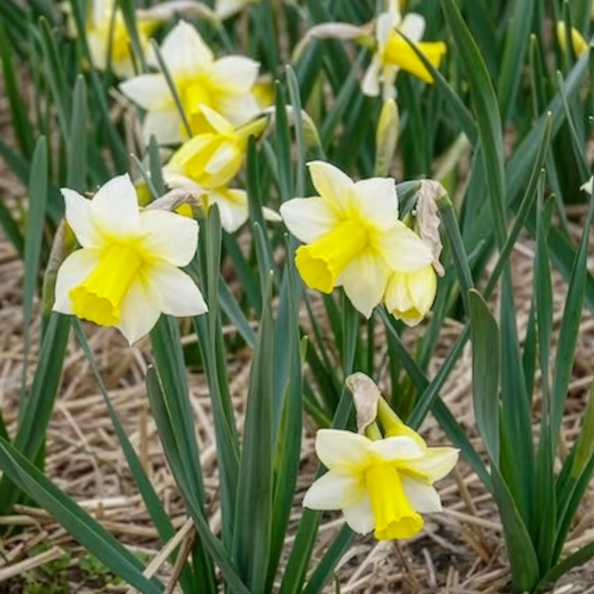 Verkoop Narcissen Golden Echo (x7)