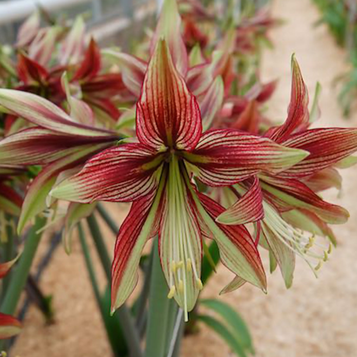 Hippeastrum Mystica - Amaryllis Mystica - Amaryllis