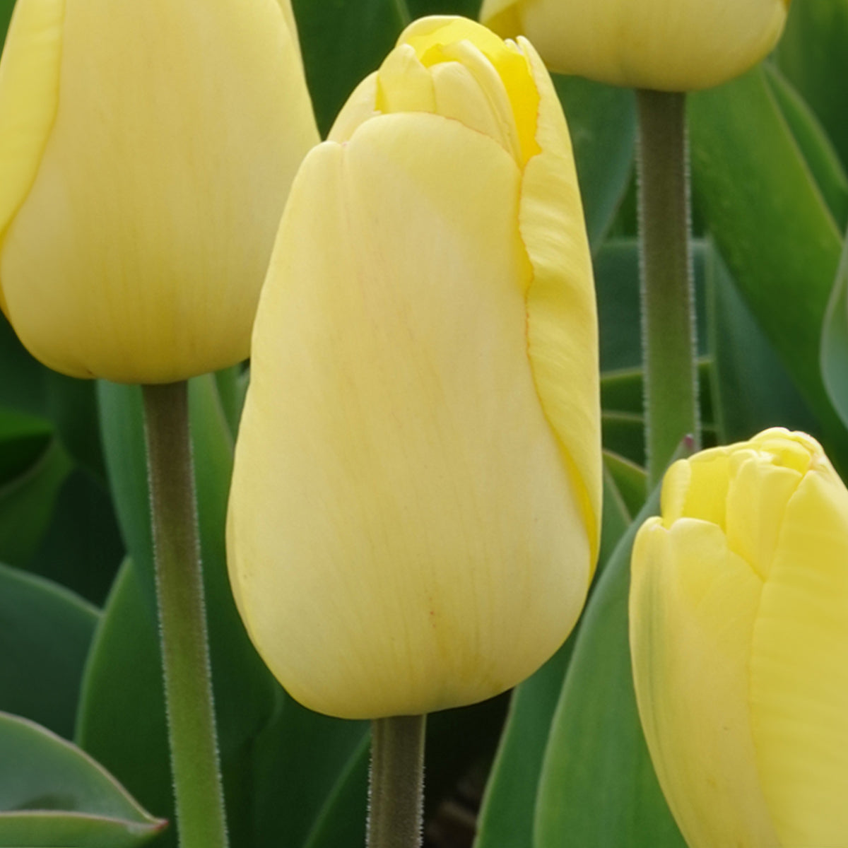 Tulpen Darwin Golden parade - Willemse