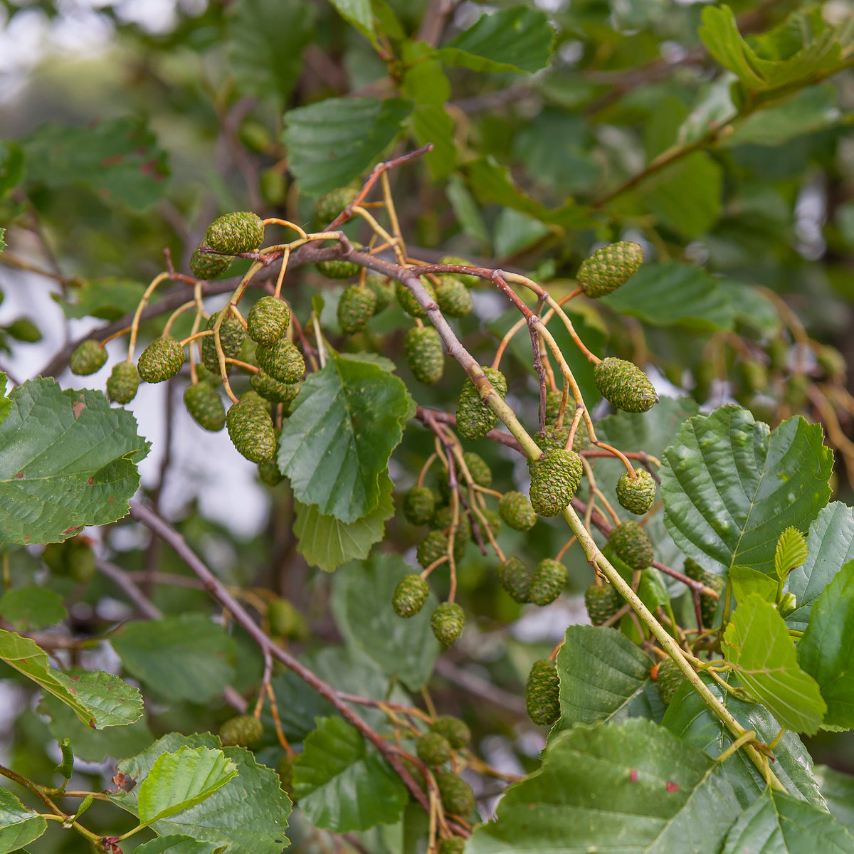Zwarte els - Alnus glutinosa - Willemse