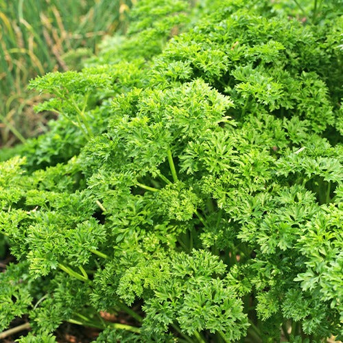 Kruiden Mix 'Peterselie, Basilicum, Kervel, Bieslook'