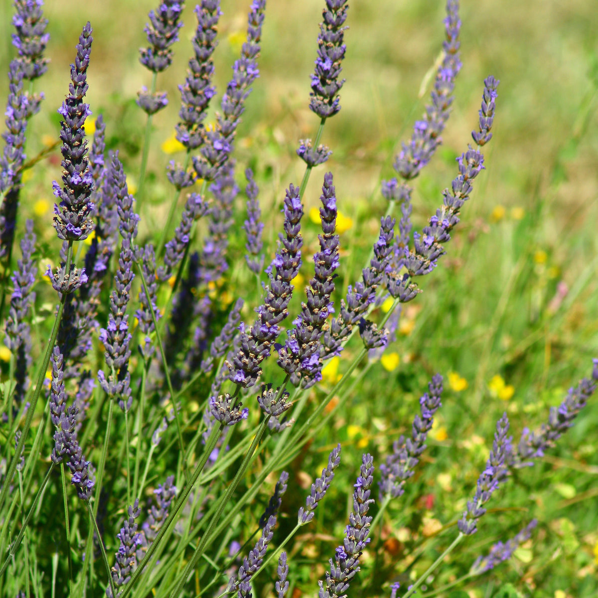 Lavendel 'Grosso' - Lavandula angustifolia Grosso - Willemse