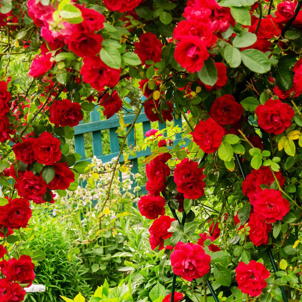 Rosa 'métanoia', 'musimara', 'indigoletta' - Klimroos Mix 'Métanoïa' + 'Musimara' + 'Indigo' (x3) - Klimrozen