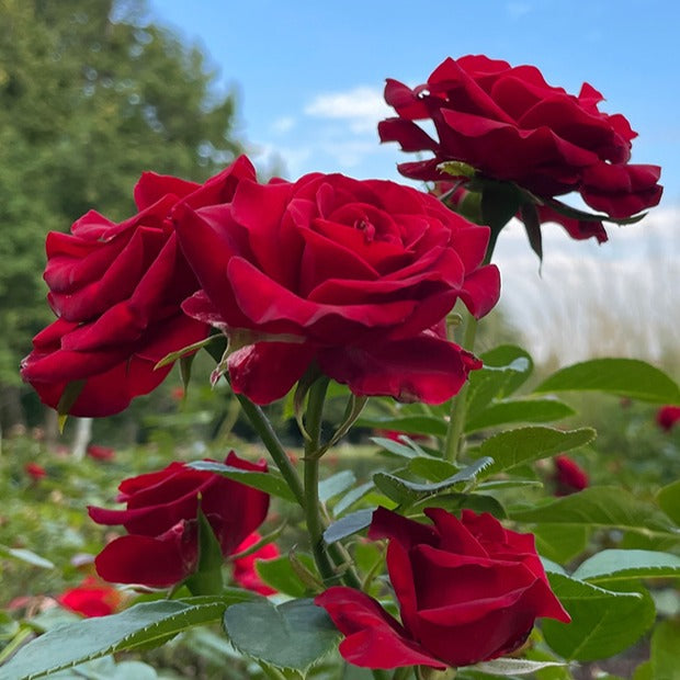Grootbloemige roos 'Barkarole' - Willemse