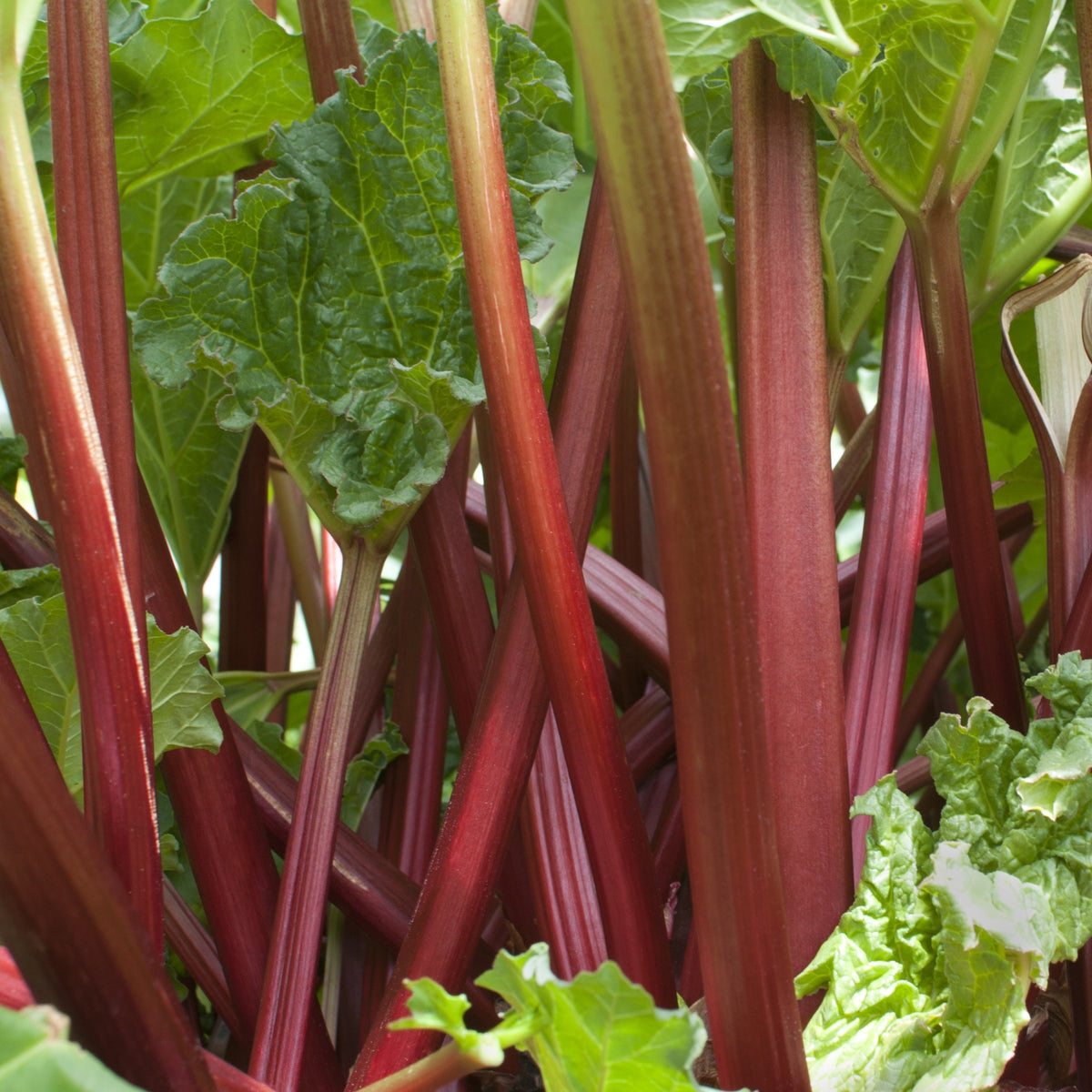 Rabarber - Rheum rhabarbarum