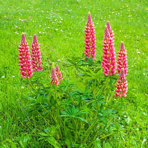 Lupinus russell red - Lupine 'Russell Red' (x3) - Lupine