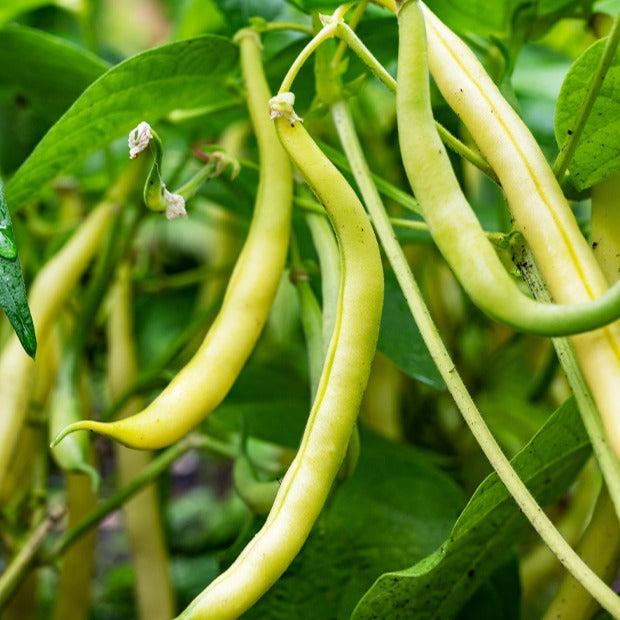 Sperzieboon 'Kinghorn Wax' - Willemse