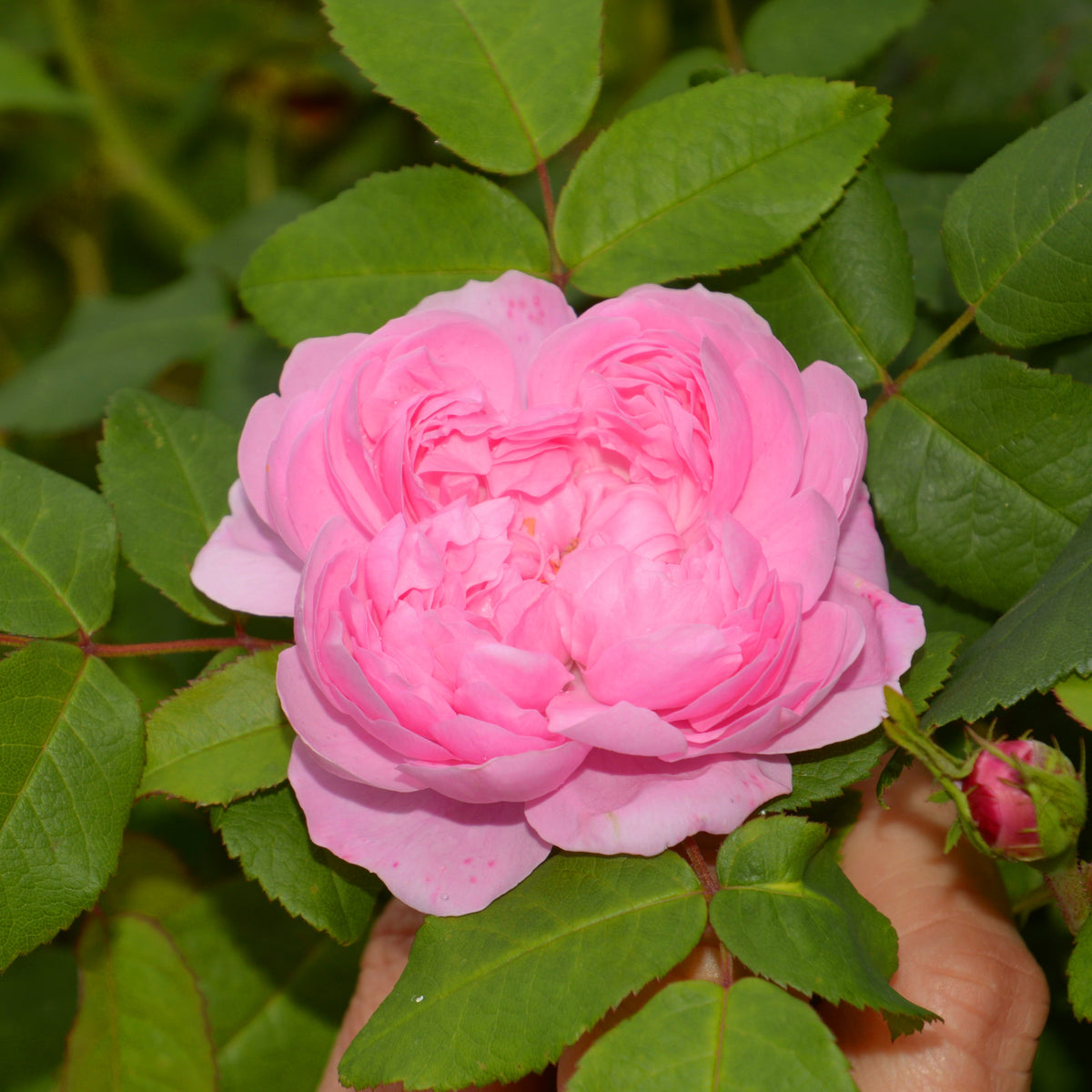 Historische roos 'Comte de Chambord' - Rosa comte de chambord - Rozen
