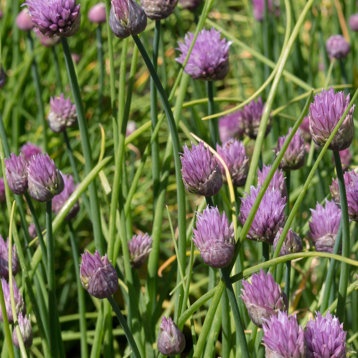 Bieslook - Allium schoenoprasum - Willemse