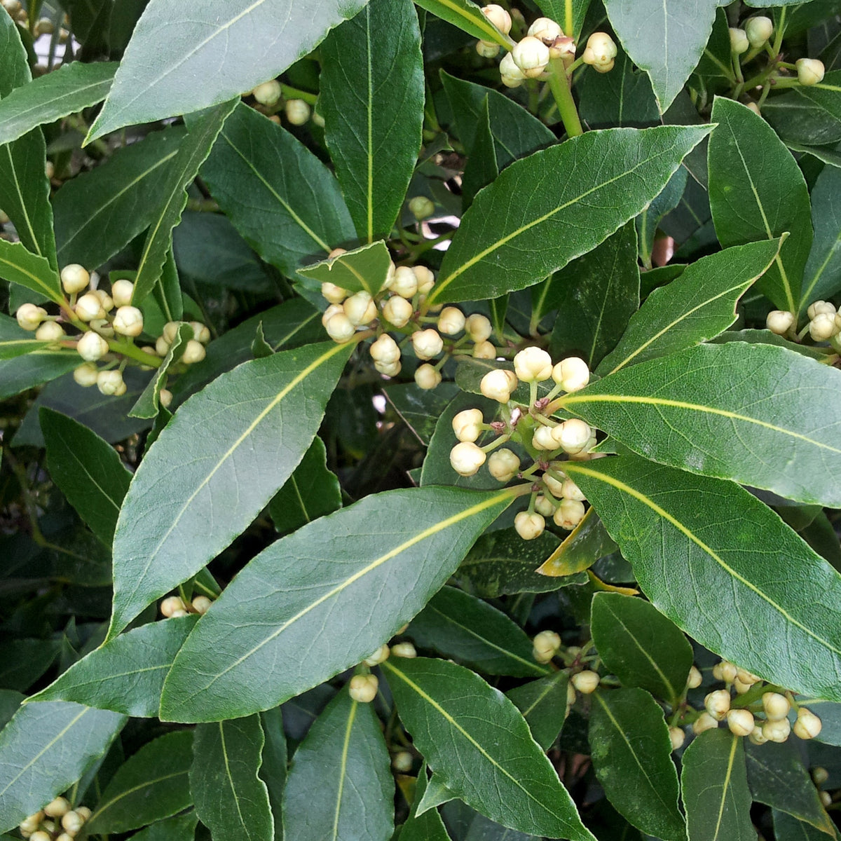 Echte laurier - Laurus nobilis - Willemse