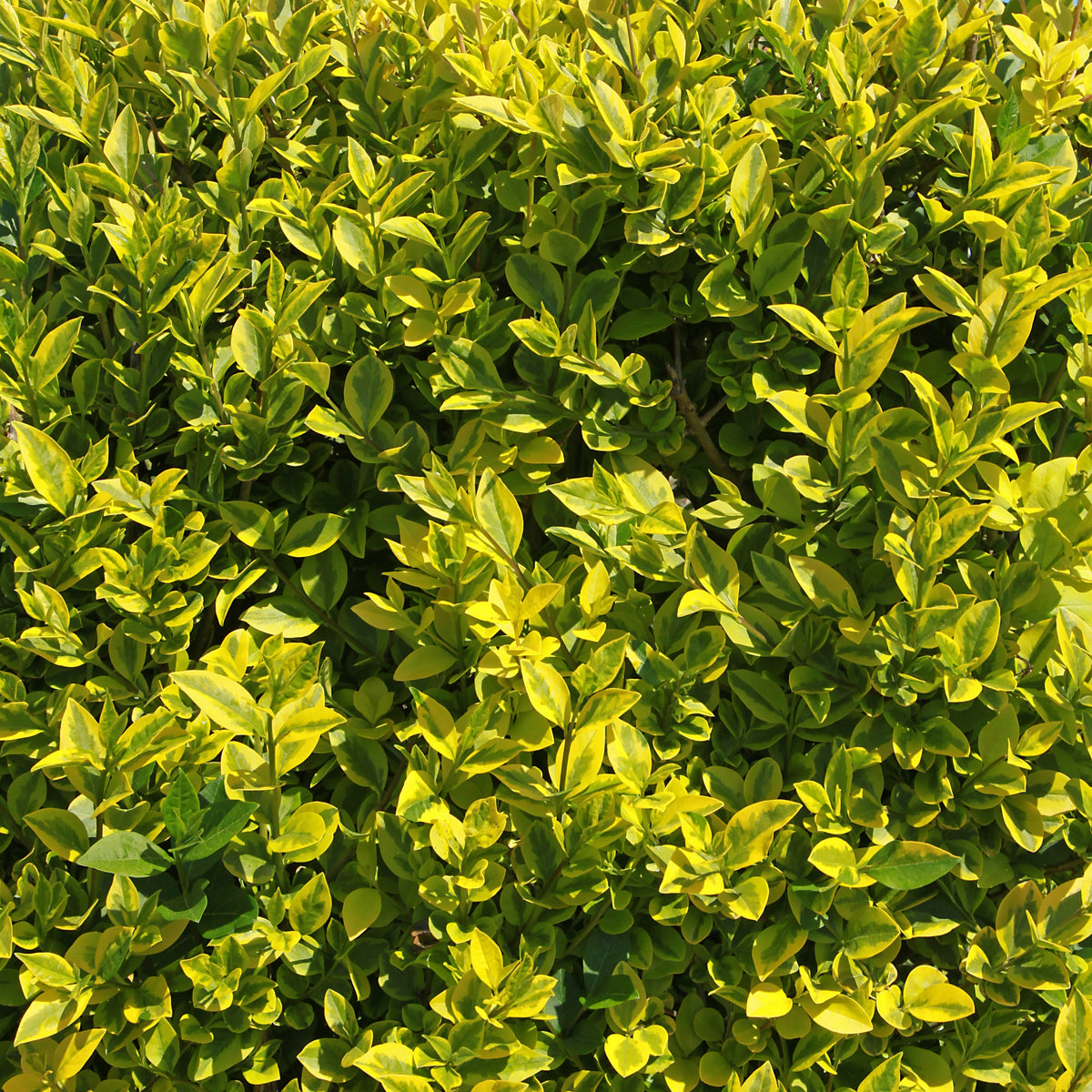 Bonte liguster - Ligustrum ovalifolium Aureum - Willemse