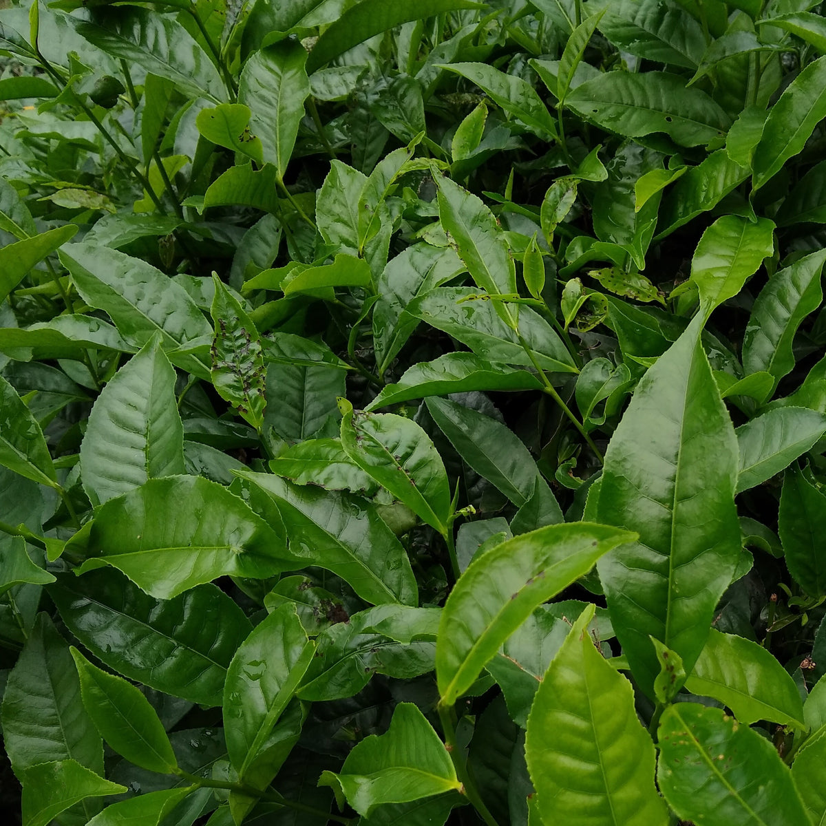 Theeplant - Camellia sinensis - Willemse