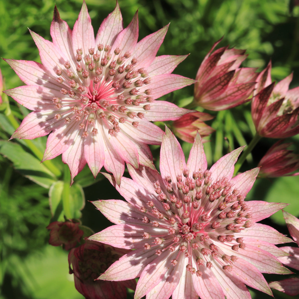 Zeeuwsknoopje (x3) - Astrantia major rosea - Willemse