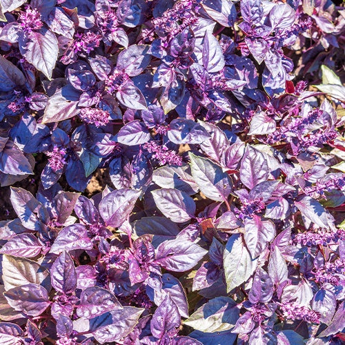 Ocimum basilicum dark opal - Basilicum 'Dark Opal' - BIO - Biologische kruiden