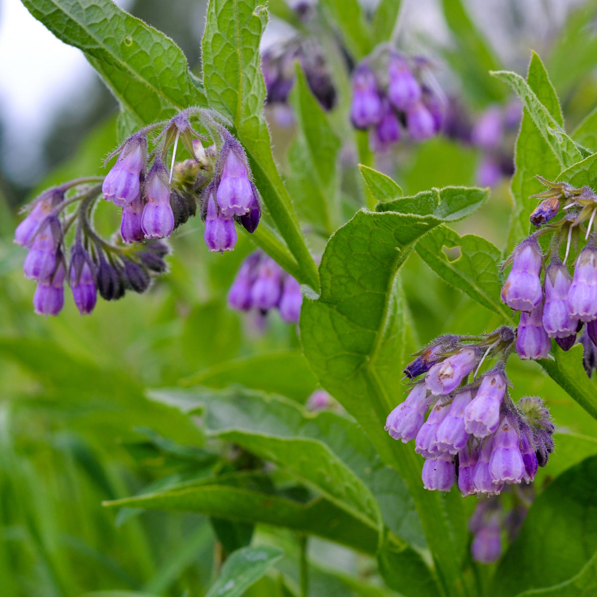 Smeerwortel 'Purpureum' - Willemse